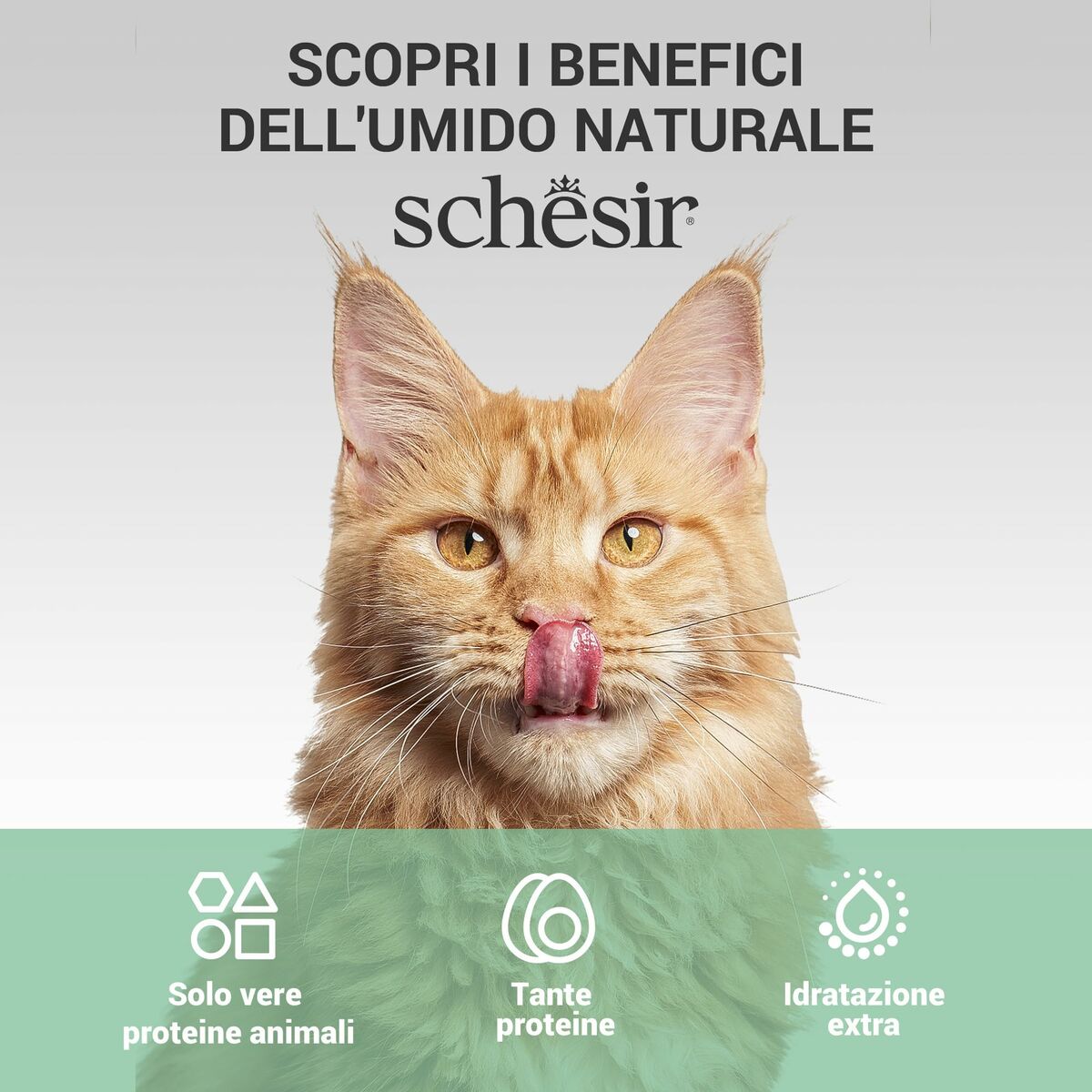 Cat food Agras Pet Foods Chicken-1